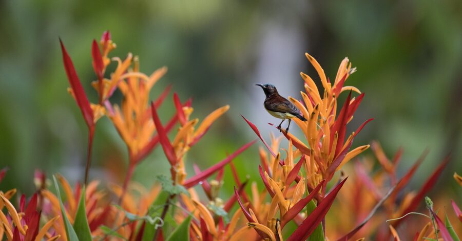 A garden bird among bright foliage