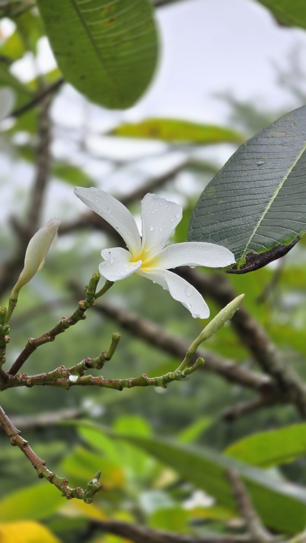 White frangipani blossom on a garden tree