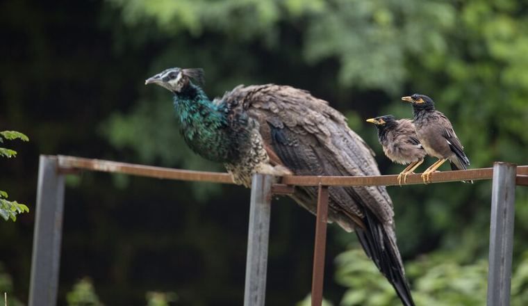 Peacock on the grounds