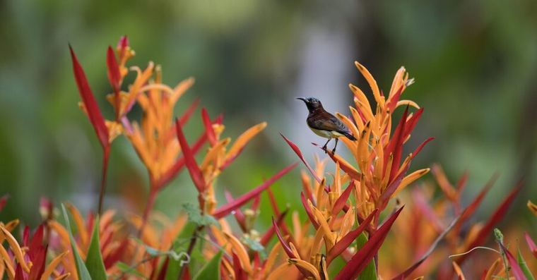 Sunbird on heliconia