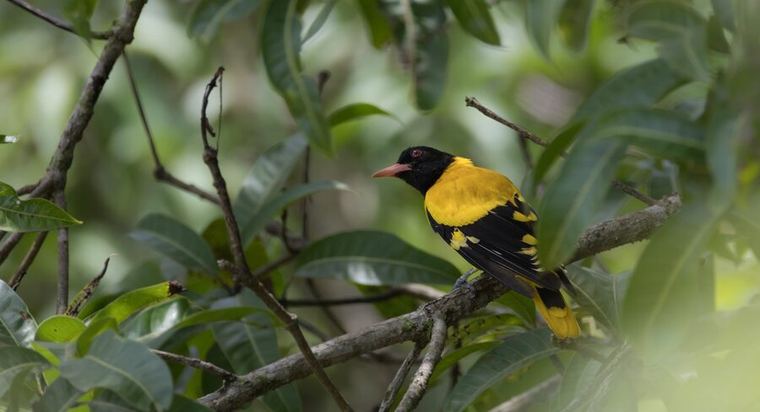 Golden oriole