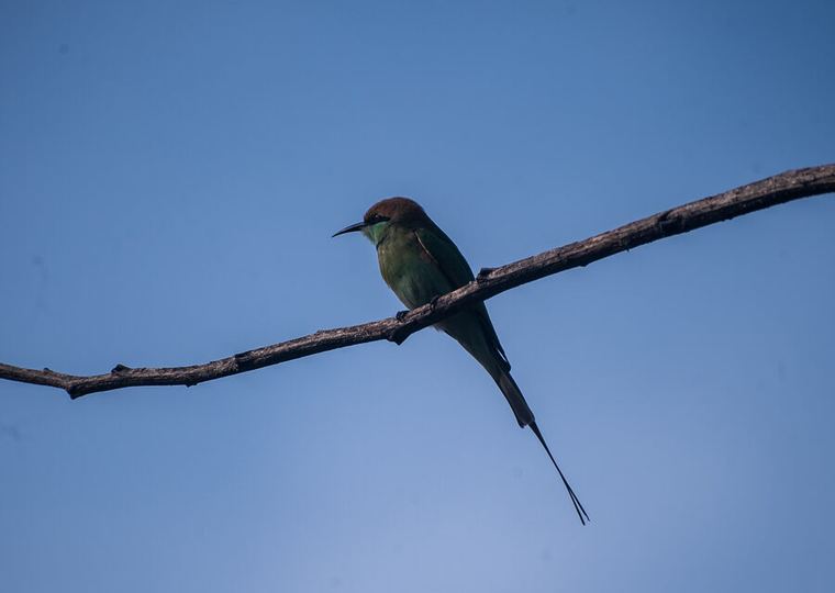 Bee-eater