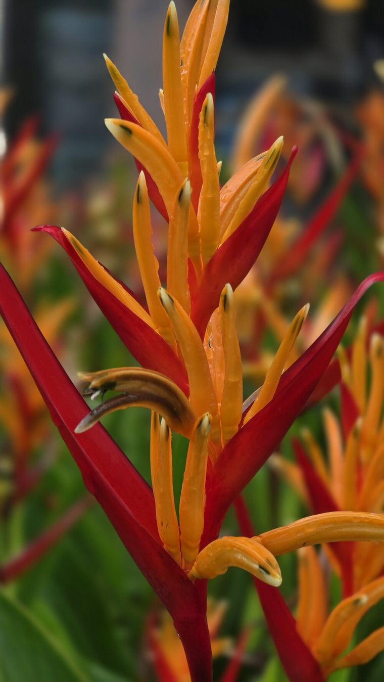 Heliconia in the gardens