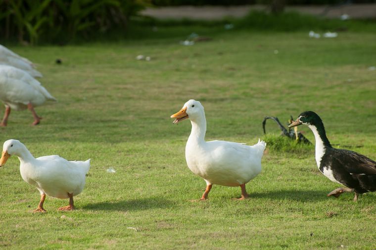 Ducks on the lawn